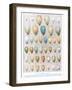 Eggs:Greenfinch:Goldfinch Etc, Illustration from 'British Birds' by Kirkman and Jourdain, 1966-Hendrik Gronvold-Framed Giclee Print