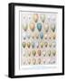 Eggs:Greenfinch:Goldfinch Etc, Illustration from 'British Birds' by Kirkman and Jourdain, 1966-Hendrik Gronvold-Framed Giclee Print