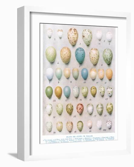 Eggs:Greenfinch:Goldfinch Etc, Illustration from 'British Birds' by Kirkman and Jourdain, 1966-Hendrik Gronvold-Framed Giclee Print