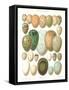 Eggs of Birds Found in Eurpoe-null-Framed Stretched Canvas