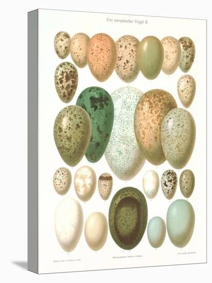Eggs of Birds Found in Eurpoe-null-Stretched Canvas