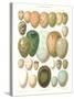 Eggs of Birds Found in Eurpoe-null-Stretched Canvas