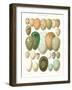 Eggs of Birds Found in Eurpoe-null-Framed Art Print