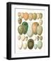 Eggs of Birds Found in Eurpoe-null-Framed Art Print