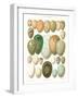 Eggs of Birds Found in Eurpoe-null-Framed Art Print