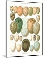 Eggs of Birds Found in Eurpoe-null-Mounted Art Print