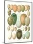 Eggs of Birds Found in Eurpoe-null-Mounted Art Print