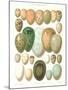 Eggs of Birds Found in Eurpoe-null-Mounted Art Print