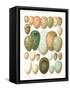 Eggs of Birds Found in Eurpoe-null-Framed Stretched Canvas