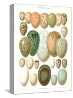 Eggs of Birds Found in Eurpoe-null-Stretched Canvas
