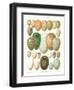 Eggs of Birds Found in Eurpoe-null-Framed Art Print