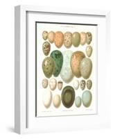 Eggs of Birds Found in Eurpoe-null-Framed Art Print