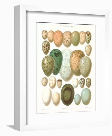 Eggs of Birds Found in Eurpoe-null-Framed Art Print