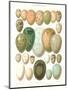 Eggs of Birds Found in Eurpoe-null-Mounted Art Print