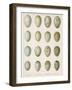 Eggs of Raven Crows Rooks and Jackdaws-null-Framed Photographic Print