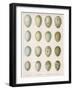 Eggs of Raven Crows Rooks and Jackdaws-null-Framed Photographic Print