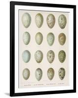 Eggs of Raven Crows Rooks and Jackdaws-null-Framed Photographic Print