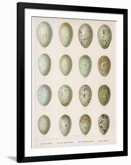 Eggs of Raven Crows Rooks and Jackdaws-null-Framed Photographic Print