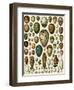 Eggs of Some Birds and Turtles, and Seed Cases of Bryophites and Some Other Plants-null-Framed Giclee Print