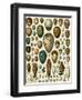 Eggs of Some Birds and Turtles, and Seed Cases of Bryophites and Some Other Plants-null-Framed Giclee Print