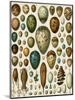 Eggs of Some Birds and Turtles, and Seed Cases of Bryophites and Some Other Plants-null-Mounted Giclee Print