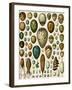 Eggs of Some Birds and Turtles, and Seed Cases of Bryophites and Some Other Plants-null-Framed Giclee Print