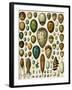 Eggs of Some Birds and Turtles, and Seed Cases of Bryophites and Some Other Plants-null-Framed Giclee Print