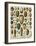 Eggs of Some Birds and Turtles, and Seed Cases of Bryophites and Some Other Plants-null-Framed Giclee Print