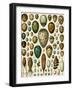 Eggs of Some Birds and Turtles, and Seed Cases of Bryophites and Some Other Plants-null-Framed Giclee Print