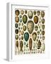 Eggs of Some Birds and Turtles, and Seed Cases of Bryophites and Some Other Plants-null-Framed Giclee Print