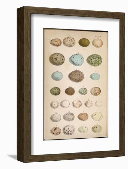 Eggs of Two Dozen Birds-null-Framed Photographic Print