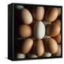 Eggs-Tek Image-Framed Stretched Canvas