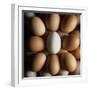 Eggs-Tek Image-Framed Premium Photographic Print