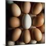 Eggs-Tek Image-Mounted Premium Photographic Print