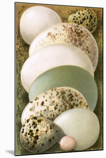 Eggs-English-Mounted Giclee Print