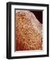 Eggshell-Micro Discovery-Framed Photographic Print