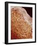 Eggshell-Micro Discovery-Framed Photographic Print