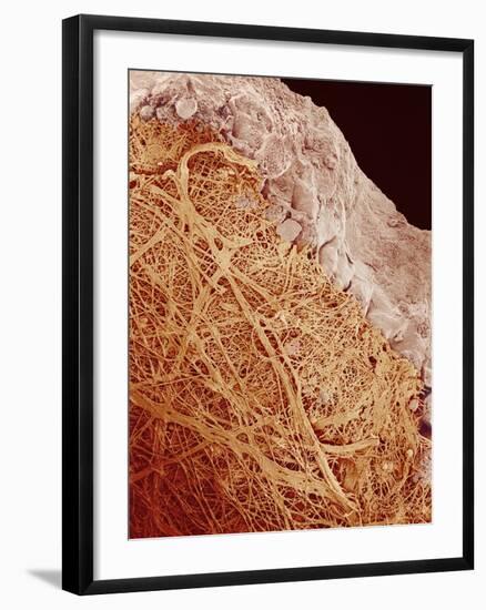 Eggshell-Micro Discovery-Framed Photographic Print