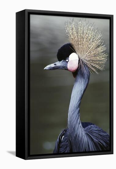 Egret Bird-null-Framed Stretched Canvas