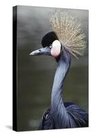 Egret Bird-null-Stretched Canvas