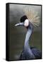 Egret Bird-null-Framed Stretched Canvas
