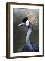 Egret Bird-null-Framed Photographic Print