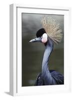 Egret Bird-null-Framed Photographic Print