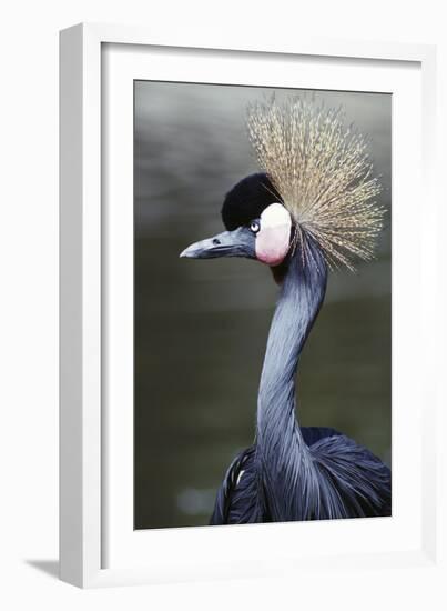 Egret Bird-null-Framed Photographic Print