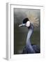 Egret Bird-null-Framed Photographic Print