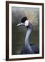 Egret Bird-null-Framed Photographic Print