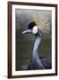 Egret Bird-null-Framed Photographic Print