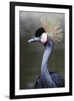 Egret Bird-null-Framed Photographic Print