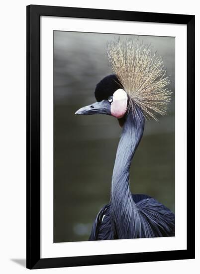 Egret Bird-null-Framed Photographic Print