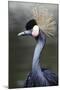 Egret Bird-null-Mounted Photographic Print
